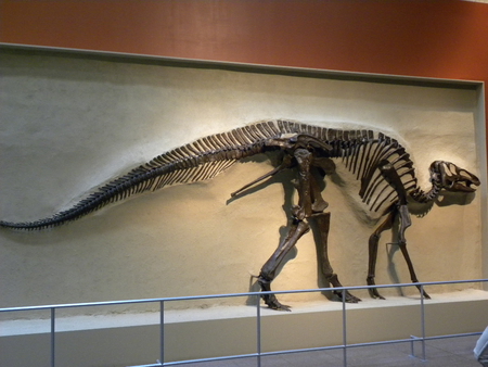 Day at The Royal Ontario Museum,TO,Ontario3 - ancient, dinosaur, museum, history