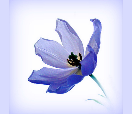 Just blue - black, single, frame, blue, flower