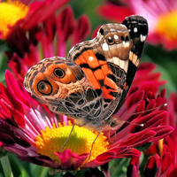 Beautiful Butterfly