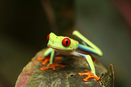 Little green Frog - animal, nature, green, frog