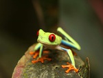 Little green Frog