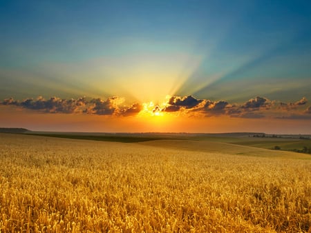 Sunset over Field - clouds, grain, field, sun, sky