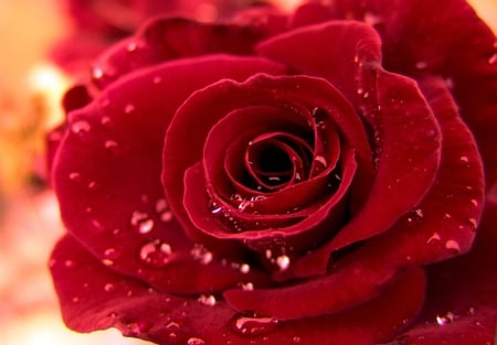 Rose - rose, flower, red, rain