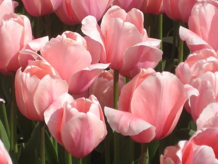 ~ Diamond garden ~ - sunshine, fresh, tulips, warmth, lovely, spring, nature, diamond, forever, pink, sweet, flowers, garden