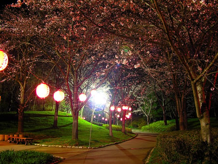 Hyogo - lantern, cherry blossom, japan, road, night