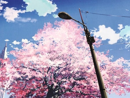 Sakura - clouds, cherry blossom, sakura, scenery, blue, blue sky, scenic, pink, tree