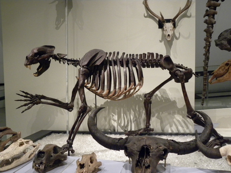 Day at The Royal Ontario Museum,TO,Ontario - animals, bones, museum, dinosaur