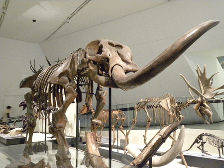 Day at The Royal Ontario Museum - mammoth, animals, museum, dinosaur