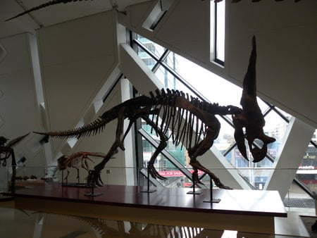 Day at The Royal Ontario Museum,TO,Ontario - dinosaurs, animals, bones, museum