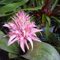 Cactus Flower