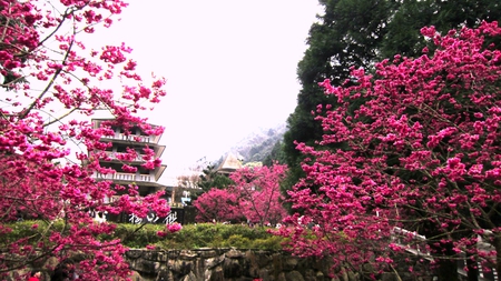 Blooming sakura