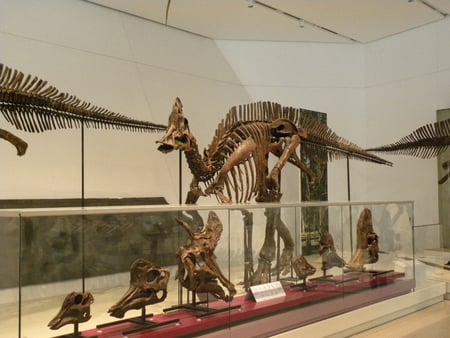 Day at The Royal Ontario Museum,TO,Ontario - ancient, animals, museum, dinosaur