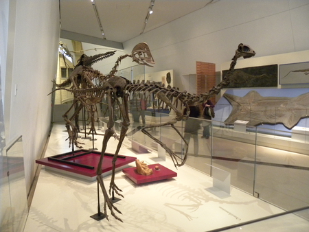 Day at The Royal Ontario Museum,TO,Ontario - dinosaur, museum, animals, ancient