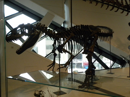 Day at The Royal Ontario Museum,TO,Ontario - dinosaur, museum, bones, animals