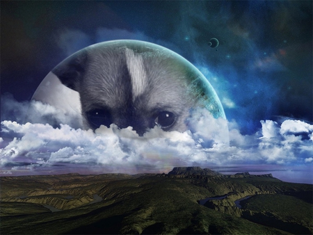 The Dog Moon - fogged, beauty, night, and puppies