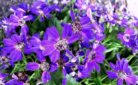 Splendid purple - beautiful, splendid, purple, bright