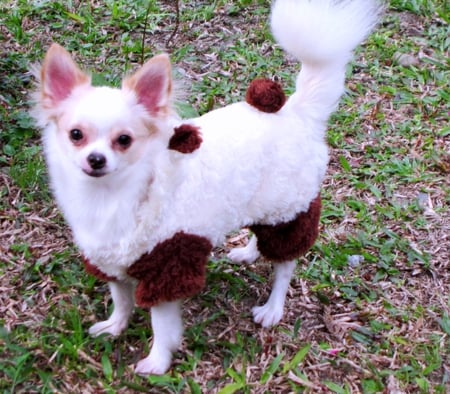 Cute dog - lovely, cute, dressed up, dog