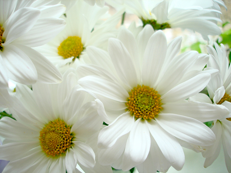 Daisies - daisies, flowers, white, petals