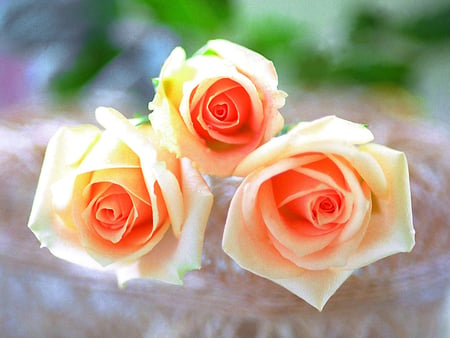 3 Roses on a Dish - rose, yellow, red, outside