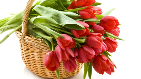 Sweet tulips - beauty, red tulips, gift, tulips, basket, lovely, petals, beautiful, leaves, flowers, sweetness