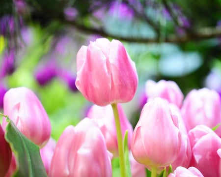 Pink tenderness - sunny, tenderness, pink tulips, beauty, petals, flowers, tulips, soft, garden, park