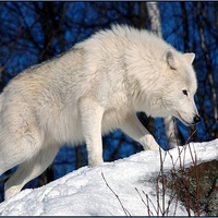 Polar Wolf