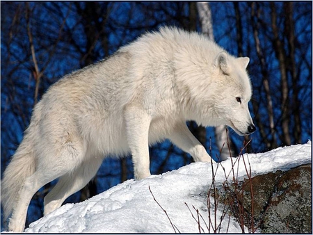 Polar Wolf - wolf, white, nature, wild, winter, animal