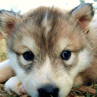 Wolf pup