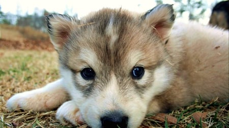 Wolf pup - wolf, animal, pup, little