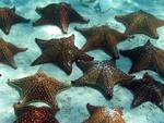 Starfish on Ocean Bed