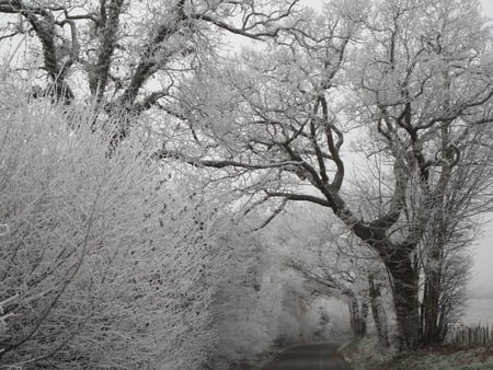 frost - winter, ice, cold, frost