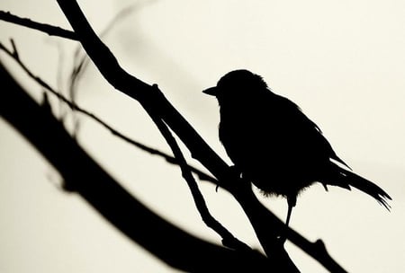 Shadow of Himself - white, branches, silhouette, monochrome, black, bird