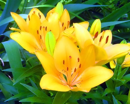 Lillies for your birthday - Annie