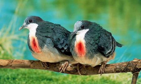 Bleeding Heart - white, pair, grey, dove, pigeon, red marking, breast, bird