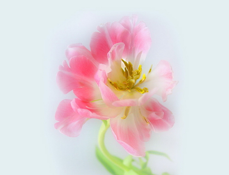 Against the pale blue sky - white, pink, delicate, green, blue sky, flower