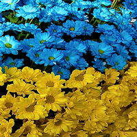 Ukraine Flower Flag