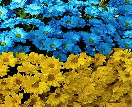 Ukraine Flower Flag - flowers, flower, flag, ukraine