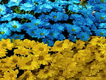 Ukraine Flower Flag