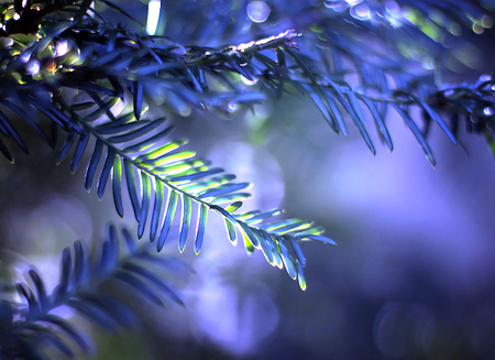 Blue Night - night, nature, blue, tree