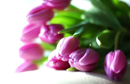 ♥ Spring bunch ♥ - lavender, forever, springtime, fashion, sunshine, entertainment, precious, wonderful, fresh, tulips, purple, green, bright, violet, bunch