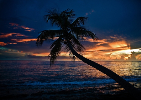 Sunset Beach - picture, beach, beautiful, tree, sunset