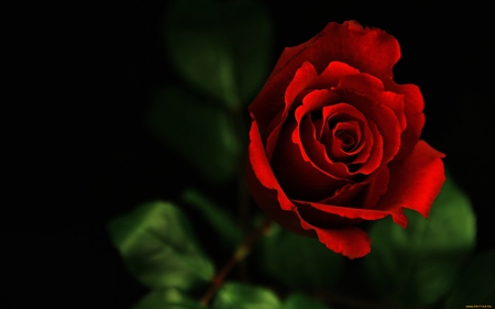 red rose - rose, love, petails, red