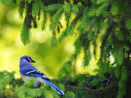 Blue bird - animal, nature, bird, blue