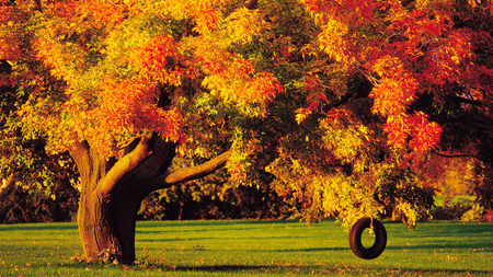 Autumn - forest, tree, nature, autumn, grass