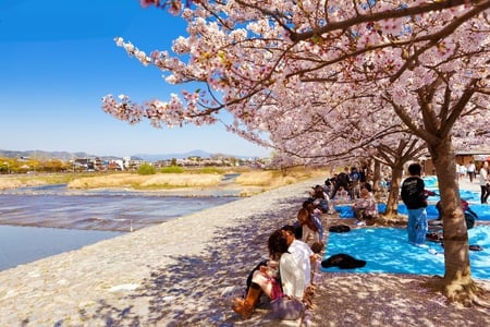 Beautiful Dogwood Trees Riverside - beauty, trees, nature, rivers