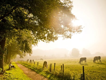 Enjoying the nature - path, tree, horse, nature