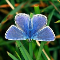 Blue Butterfly