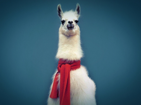 Cool Lama - lama, picture, cool, beautiful