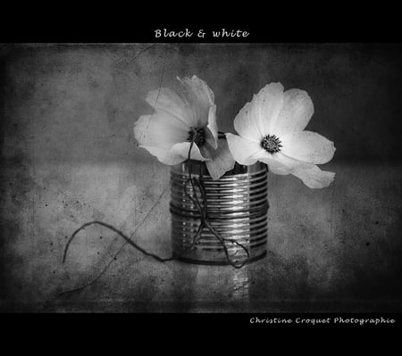 BW - photography, tender, bw, flowers, still life