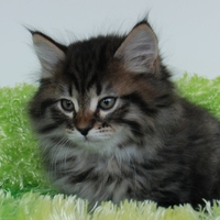 kitty